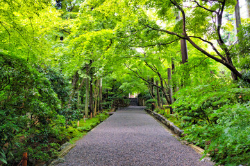 Fototapeta premium 京都、龍安寺境内の参道