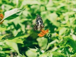 The tropical butterfly flied to perch and suck the nectar or honey from orange zinnia flowers for its food.