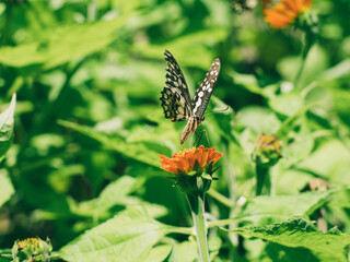 The tropical butterfly flied to perch and suck the nectar or honey from orange zinnia flowers for its food.