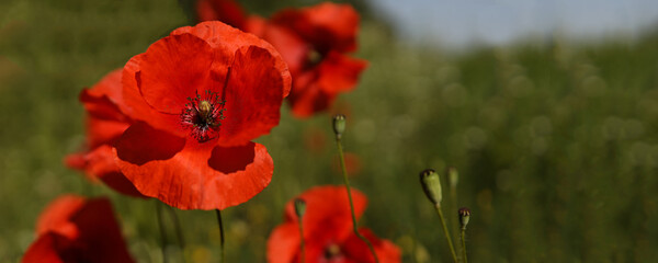 red poppies in the field. against a background of green grass. close-up. with space for text on the right