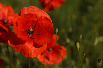 Obraz premium red Poppy Against green grass , close up , vertical shot