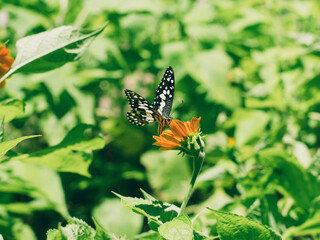 The tropical butterfly flied to perch and suck the nectar or honey from orange zinnia flowers for its food.