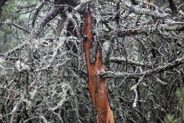 Old pine forest in Nida forest, pine without bark. Lithuania