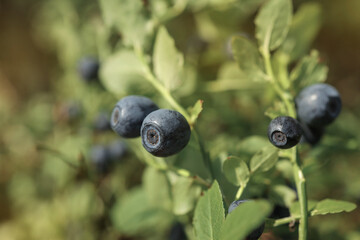 blueberries on a bush in the forest close up