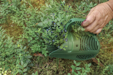 harvesting blueberries in the forest with a handheld harvester