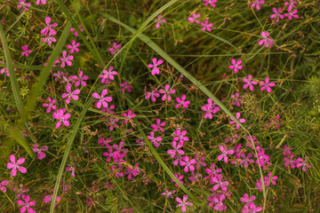 Wildflowers meadow in pink color on farm with some flare of sun in the evening time.