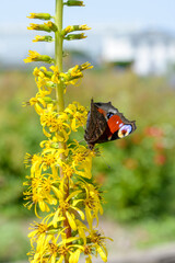 peacock butterfly on a flower