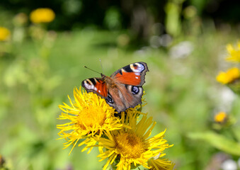 peacock butterfly on a flower