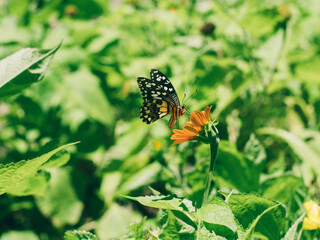 The tropical butterfly flied to perch and suck the nectar or honey from orange zinnia flowers for its food.