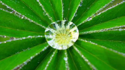 Dewdrop on a green leaf. Leaves with a drop of rain macro.