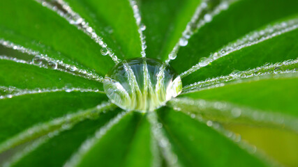 Plakat Dewdrop on a green leaf. Leaves with a drop of rain macro.