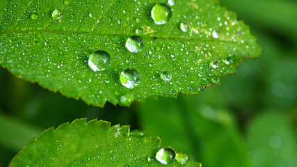 Dewdrop on a green leaf. Leaves with a drop of rain macro.