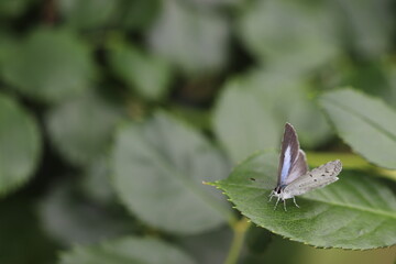 触角がとても美しいルリシジミ蝶
A butterfly named Holly Blue with beautiful antennae.