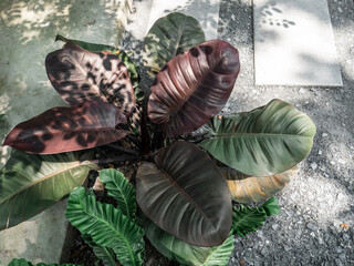 Obraz premium Ornamental plants near garden path.