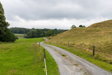 Fototapeta na wymiar Kuh auf einem Hügel