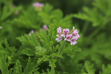 薄紫の花と香りのよい葉のローズゼラニウム
A flower named Rose geranium with light purple flowers and fragrant leaves.