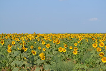 Obraz premium sunflower field with blue sky