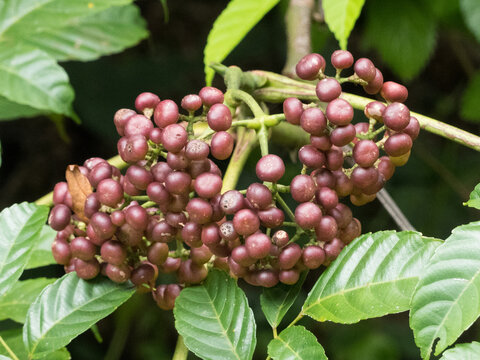 Ripening Bandicoot Berry (Leea indica) fruits.