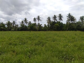 Obraz premium green grass and blue sky