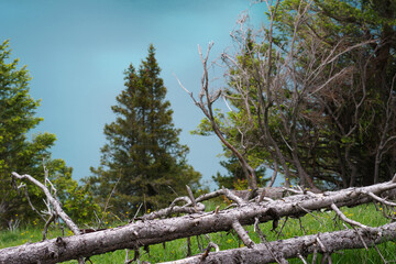 Arbres secs et tempête