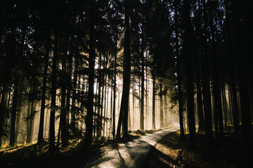 Sonnendurchfluteter Wald