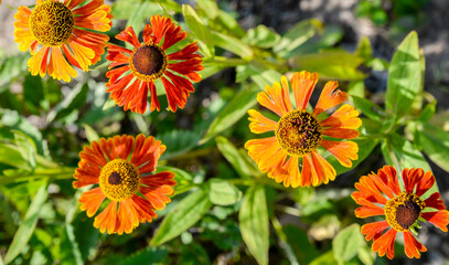 orange gaillardia flowers in garden