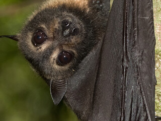 Spectacled Flying-fox (Pteropus conspicillatus)