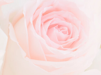 Naklejka na ściany i meble Blooming sweet pink rose texture background