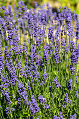  the blooming lavender flowers in Provence, near Sault, France