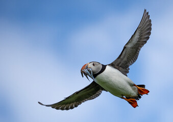 Puffin