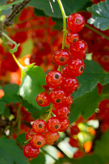 Rote Johannisbeeren (Ribes) am Strauch, Nordrhein-Westfalen, Deutschland, Europa