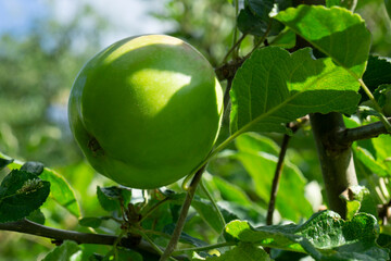 Apfel am Baum (Malus), Nordrhein-Westfalen, Deutschland, Europa