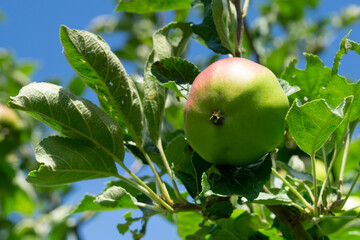 Apfel am Baum (Malus), Nordrhein-Westfalen, Deutschland, Europa
