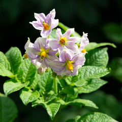 Blüten der Kartoffel (Solanum tuberosum), Nordrhein-Westfalen, Deutschland, Europa