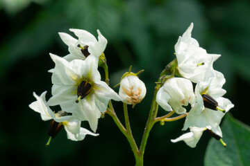 Blüten der Kartoffel (Solanum tuberosum), Nordrhein-Westfalen, Deutschland, Europa