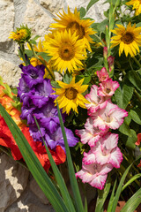 Blooming sunflowers and colorful gladioli against the background of a limestone wall