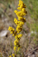 plante jaune