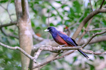 美しいルリカケス