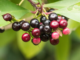 Ardisia elliptica (Coralberry, Shoe Button Ardisia)