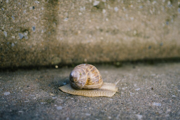 Nahaufnahme Weinbergschnecke auf Steinmauer