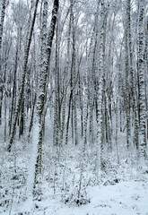 Birch trees in the winter forest.Winter forest in the snow