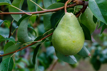Close Up Pear Branch With Waterdrops on Fruits