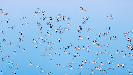 Avocets flying in the blue sky, Salt marshes in the Olonne area, Vendee, France
