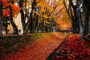 autumn tree in the park at Lake Kawaguchiko at Japan