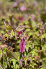 Bellflower Campanello Red