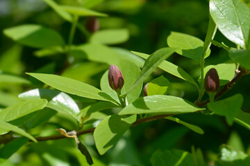 Carolina allspice