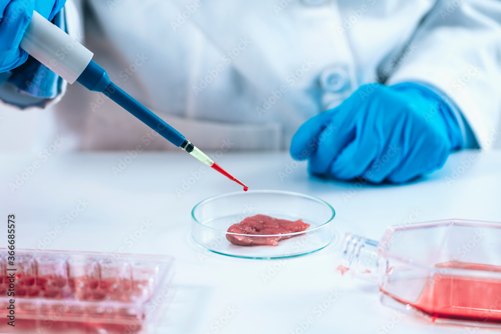 Wall mural Scientist Dropping Growth Serum with Micropipette on Meat Sample in a Petri Dish