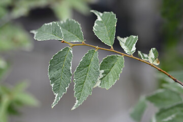 Small-leaved elm Silvery Gem