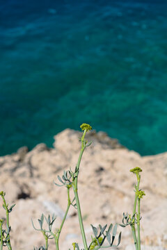 Sea fennel