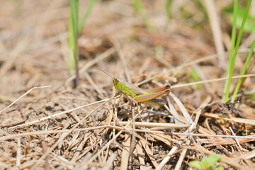 Camouflage of green meadow grasshoppers in the grass